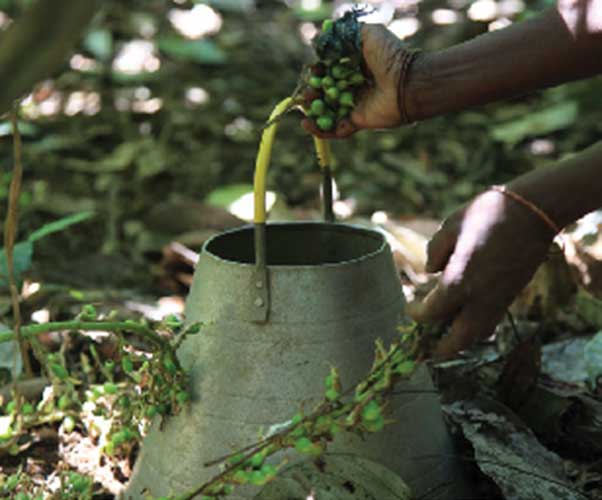 cardamom plantation in thekkady 