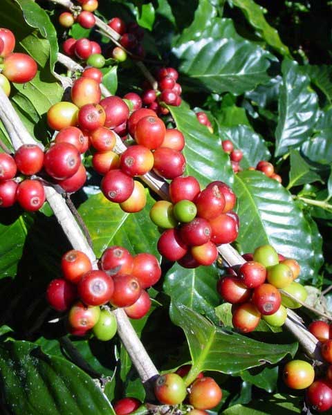 coffee plantation resort