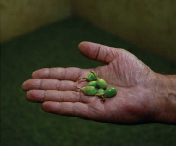  Cardamom plantaion in kerala