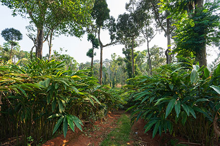 experience plantation resort in thekkady